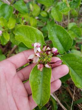 Image of Gold Coast jasmine