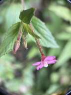 Imagem de Epilobium brevifolium subsp. trichoneurum (Hausskn.) Raven