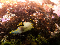 Image of Polycera tricolor Robilliard 1971