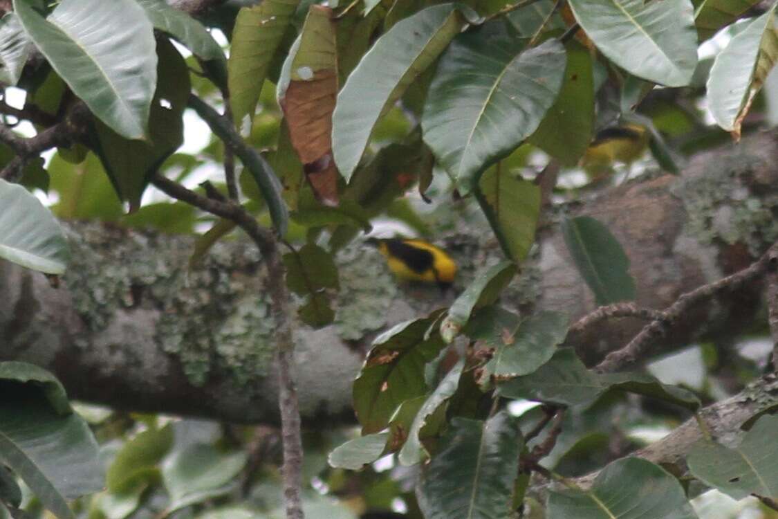 Image of Preuss's Golden-backed Weaver