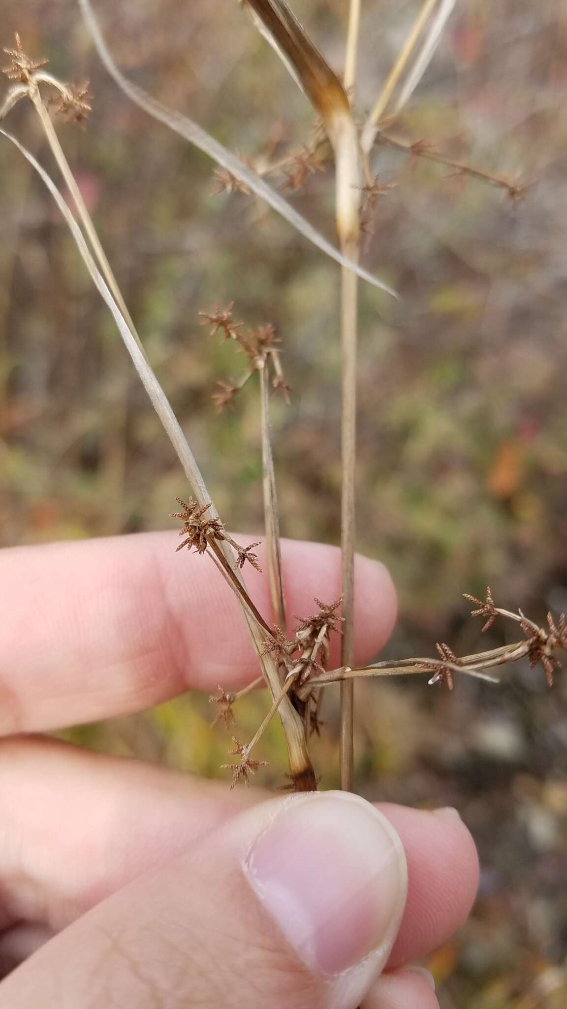 Image of Mosquito Bulrush