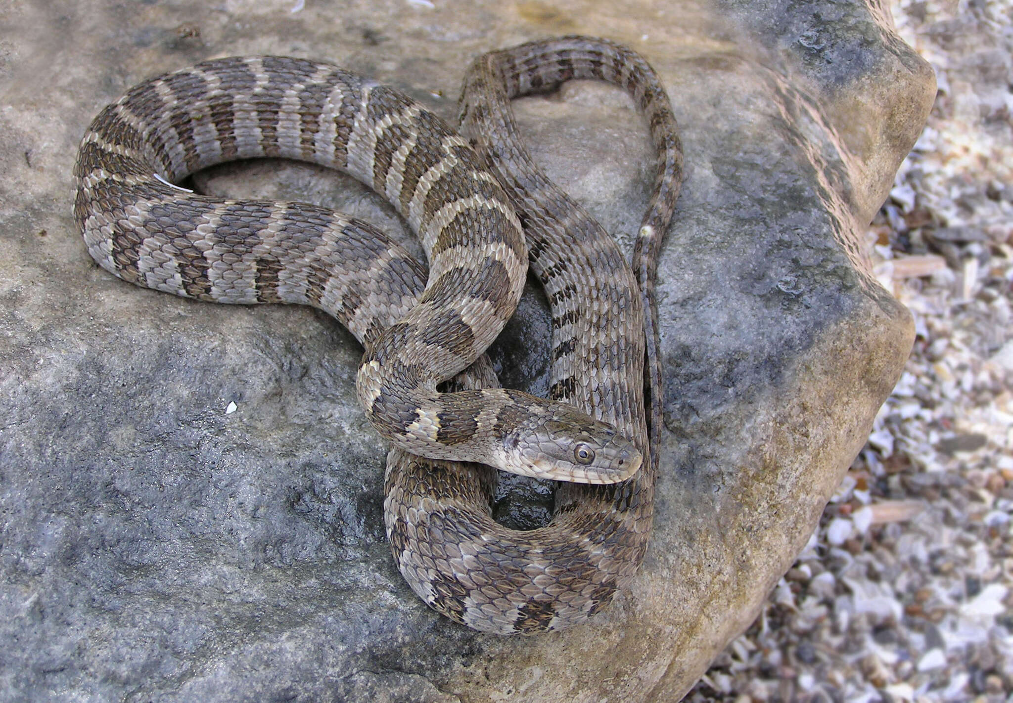 Image of Carolina Water Snake