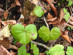 Image of Asarum europaeum subsp. caucasicum (Duchartre) Soo