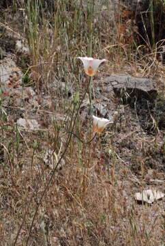 Image of butterfly mariposa lily