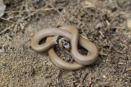 Image of Collared Dwarf Racer