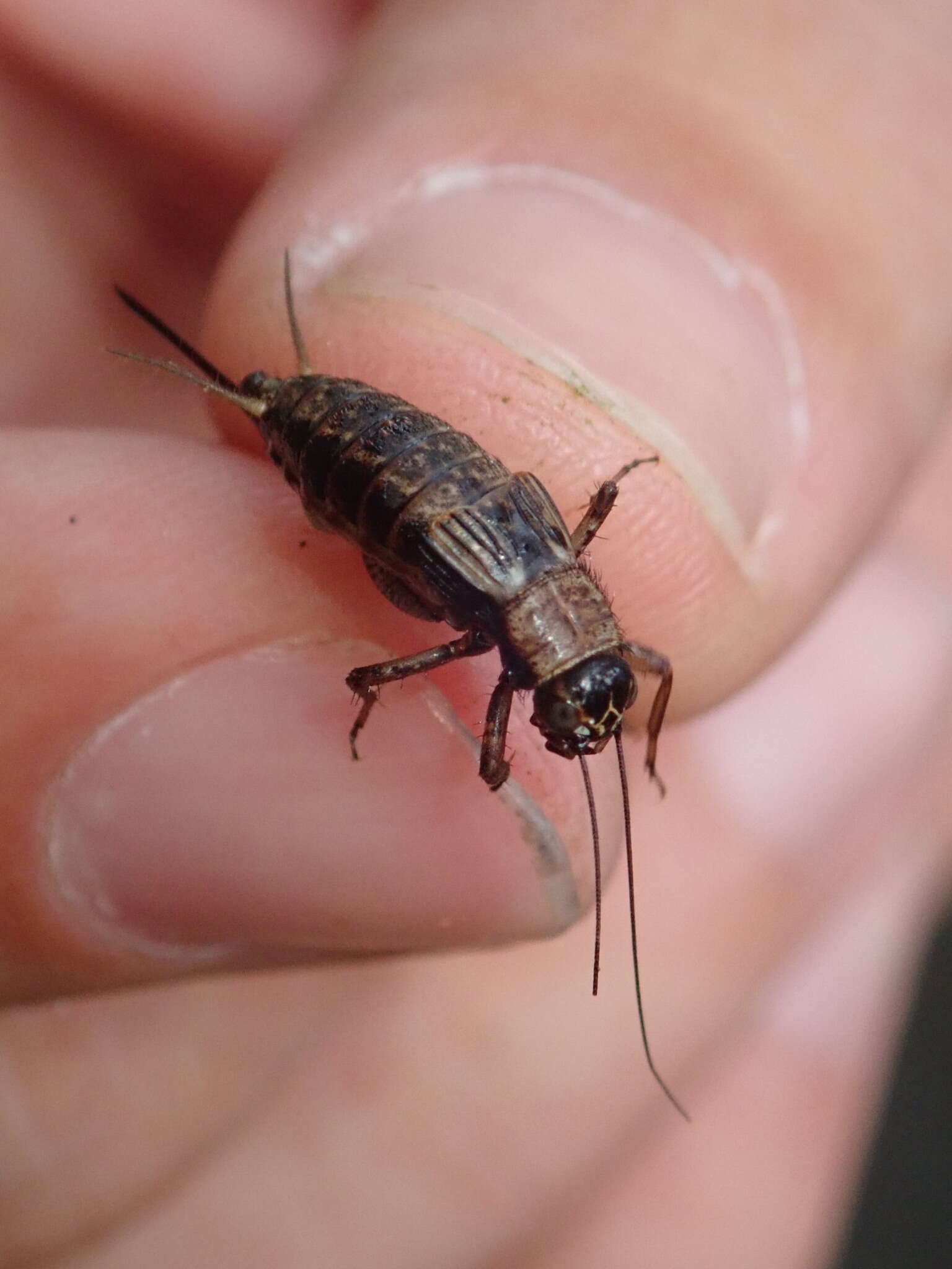 Слика од Nemobius sylvestris sylvestris (Bosc 1792)