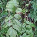 Image of Cyrtomium macrophyllum (Mak.) Tag.