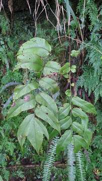 Cyrtomium macrophyllum (Mak.) Tag. resmi