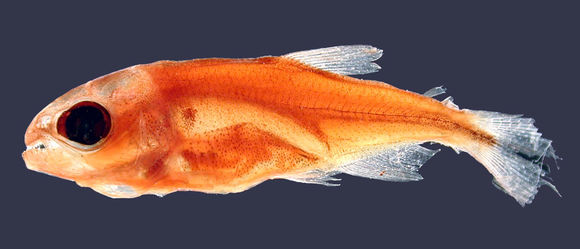 Image of <i>Brycon henni</i> Eigenmann 1913