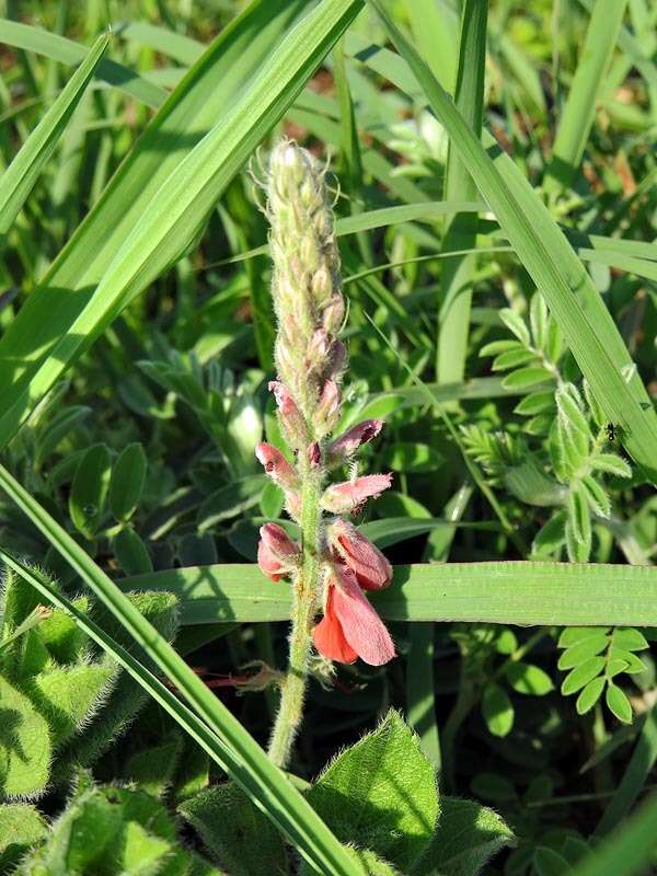 Слика од Indigofera gobensis Schrire