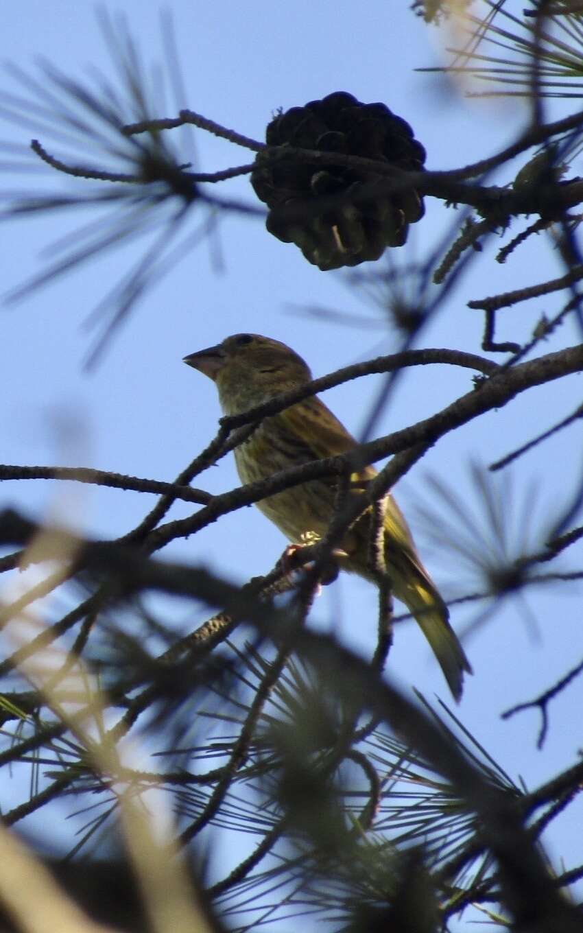 Chloris chloris aurantiiventris (Cabanis 1851) resmi