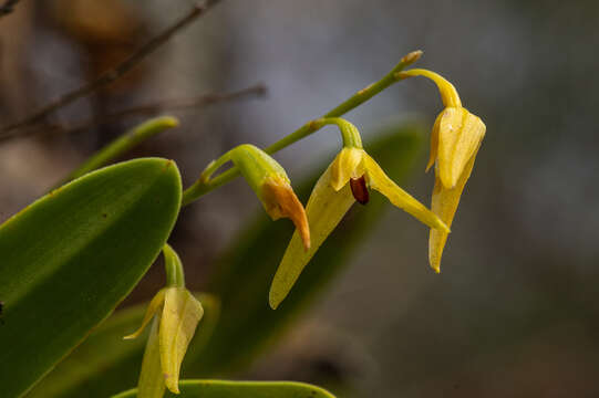 Image de Bulbophyllum elisae (F. Muell.) Benth.