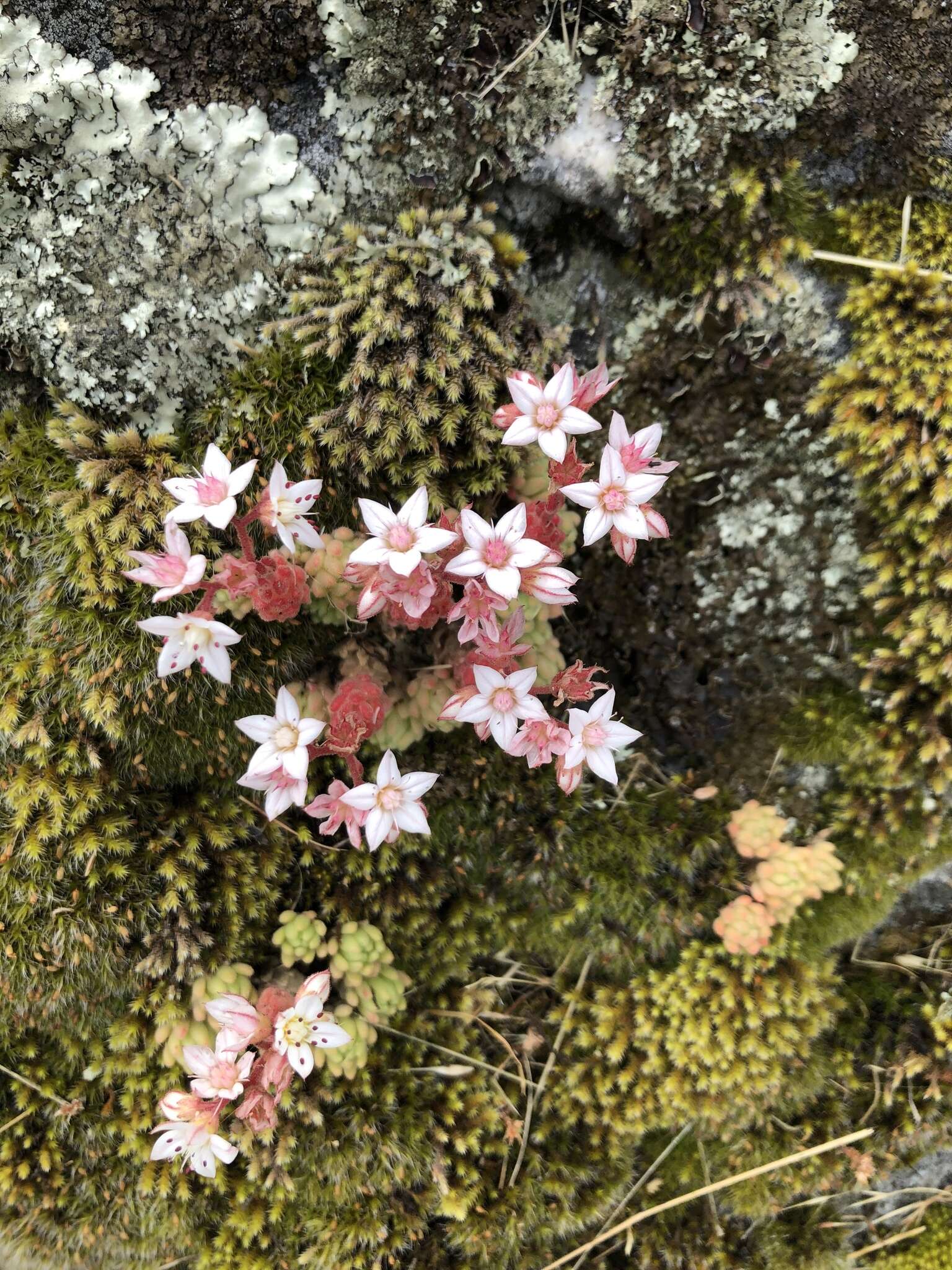 Imagem de Sedum hirsutum All.