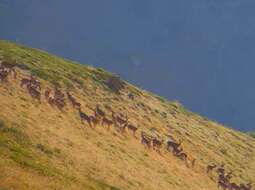 Image of Caspian red deer