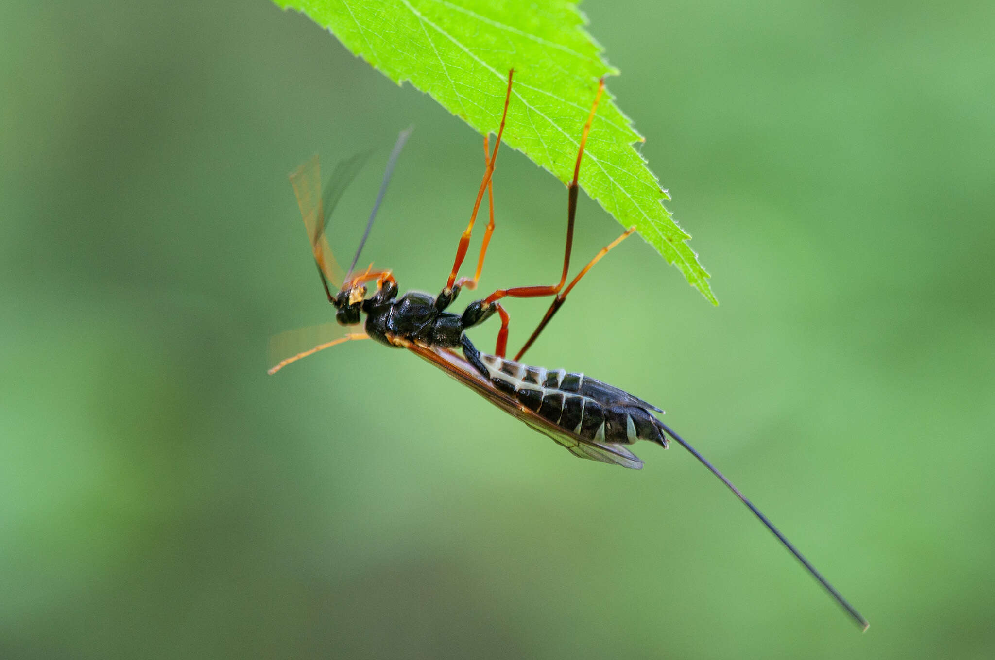 Image of Coleocentrus excitator (Poda 1761)