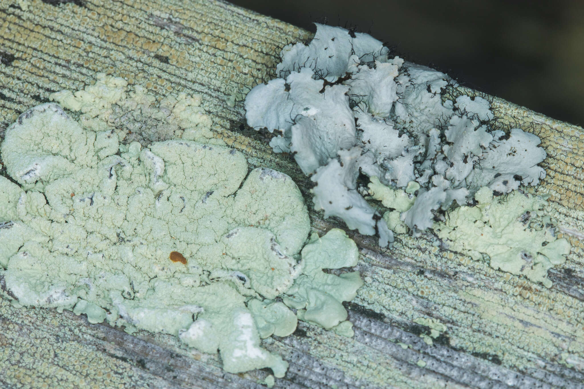 Image of Arnold's parmotrema lichen