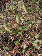 Image of Salacia kraussii (Harv.) Harv.