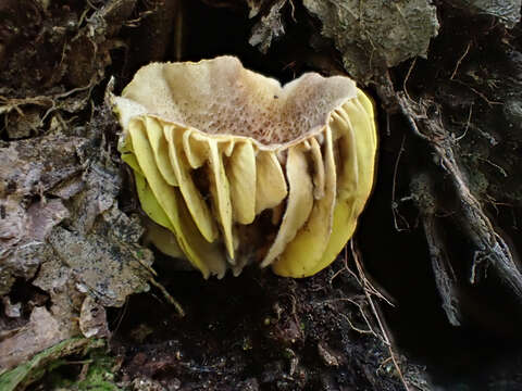 Image of Phylloporus bellus (Massee) Corner 1971