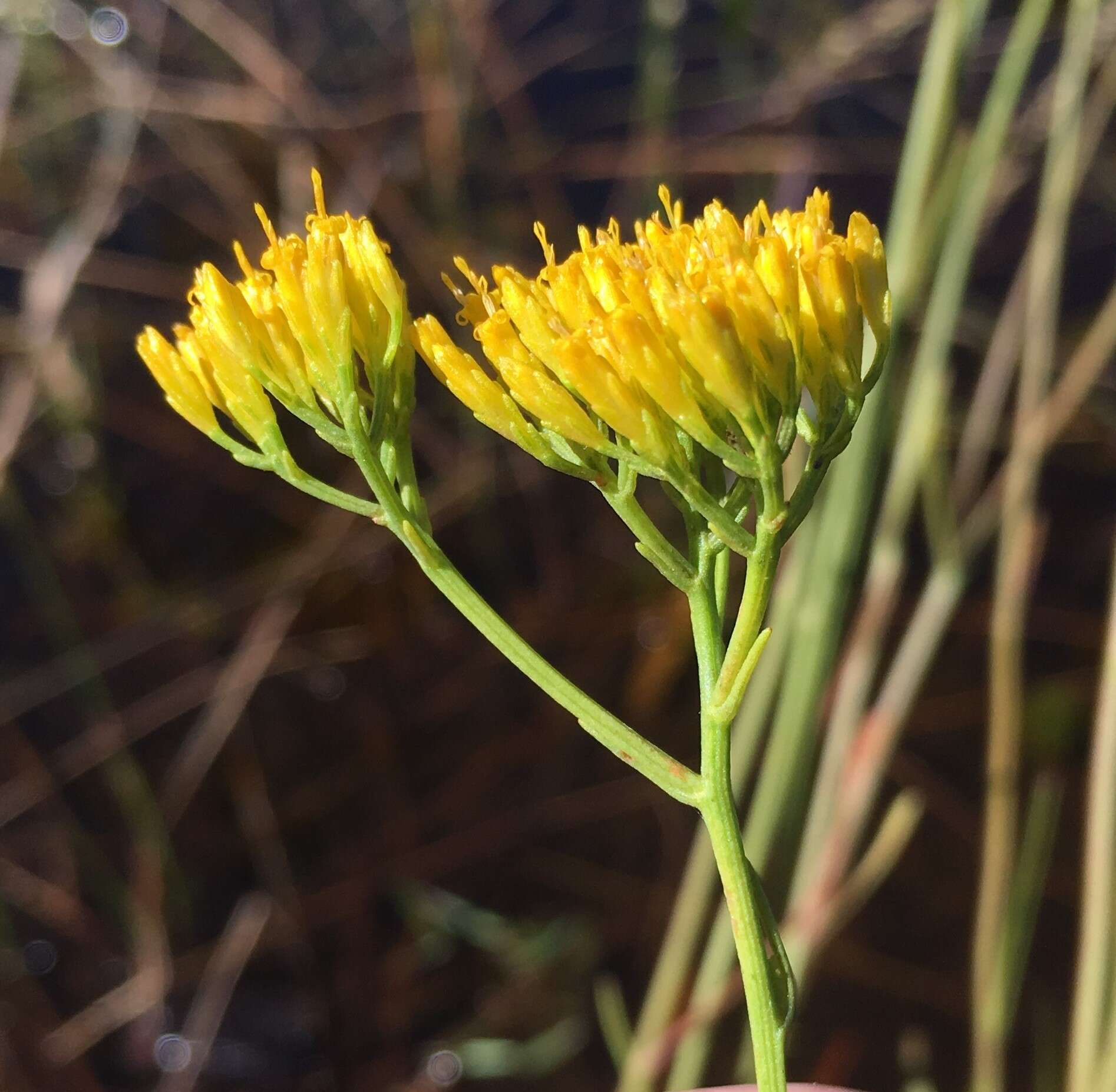 Sivun Bigelowia nudata var. australis (L. C. Anderson) Shinners kuva