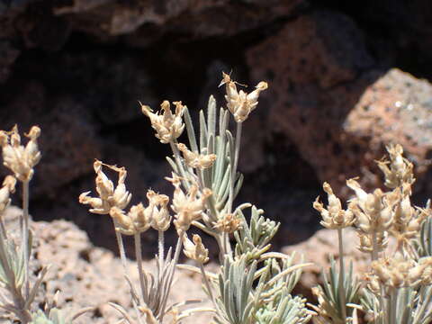 Image of Plantago webbii Barn.