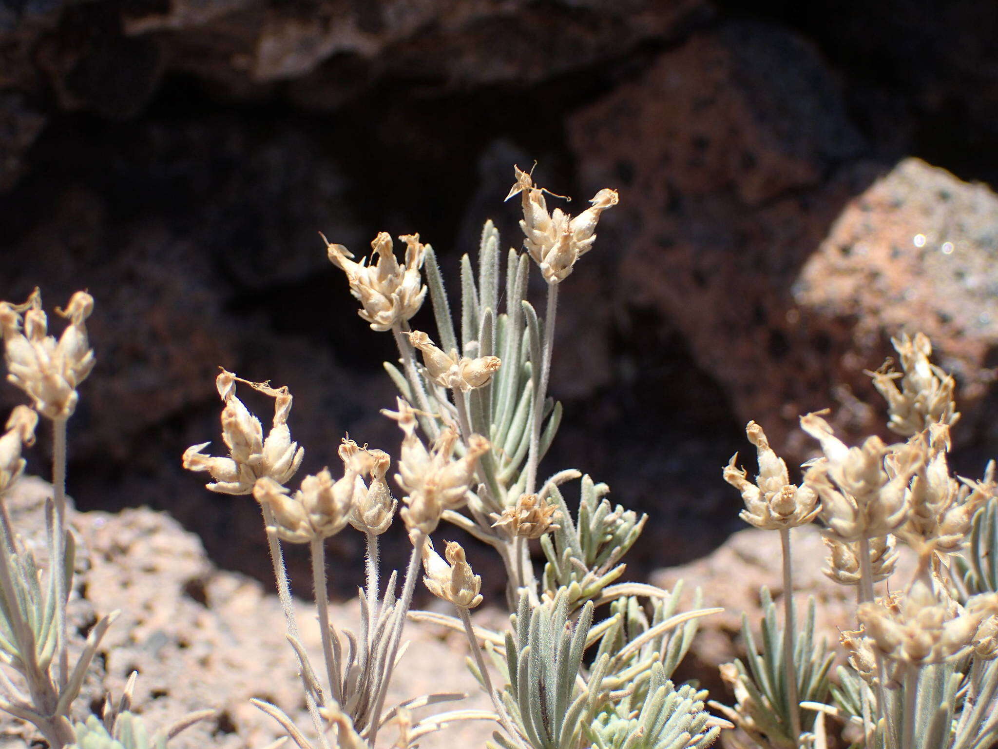 صورة Plantago webbii Barn.