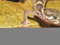 Image of Central American Banded Gecko