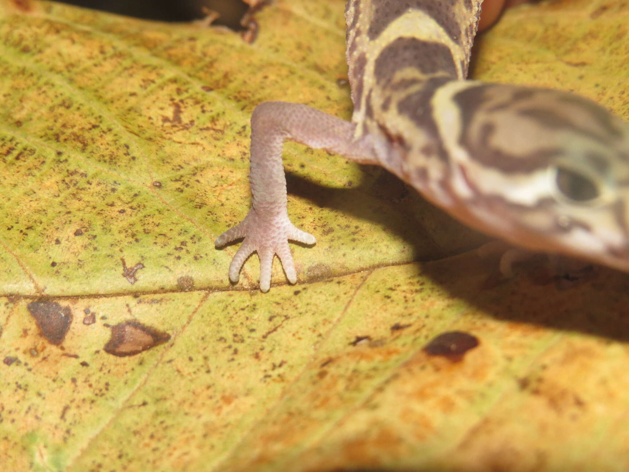 Image of Central American Banded Gecko