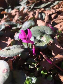 Image de Cyclamen coum subsp. caucasicum (C. Koch) O. Schwarz