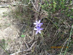 Imagem de Geissorhiza purpurascens Goldblatt