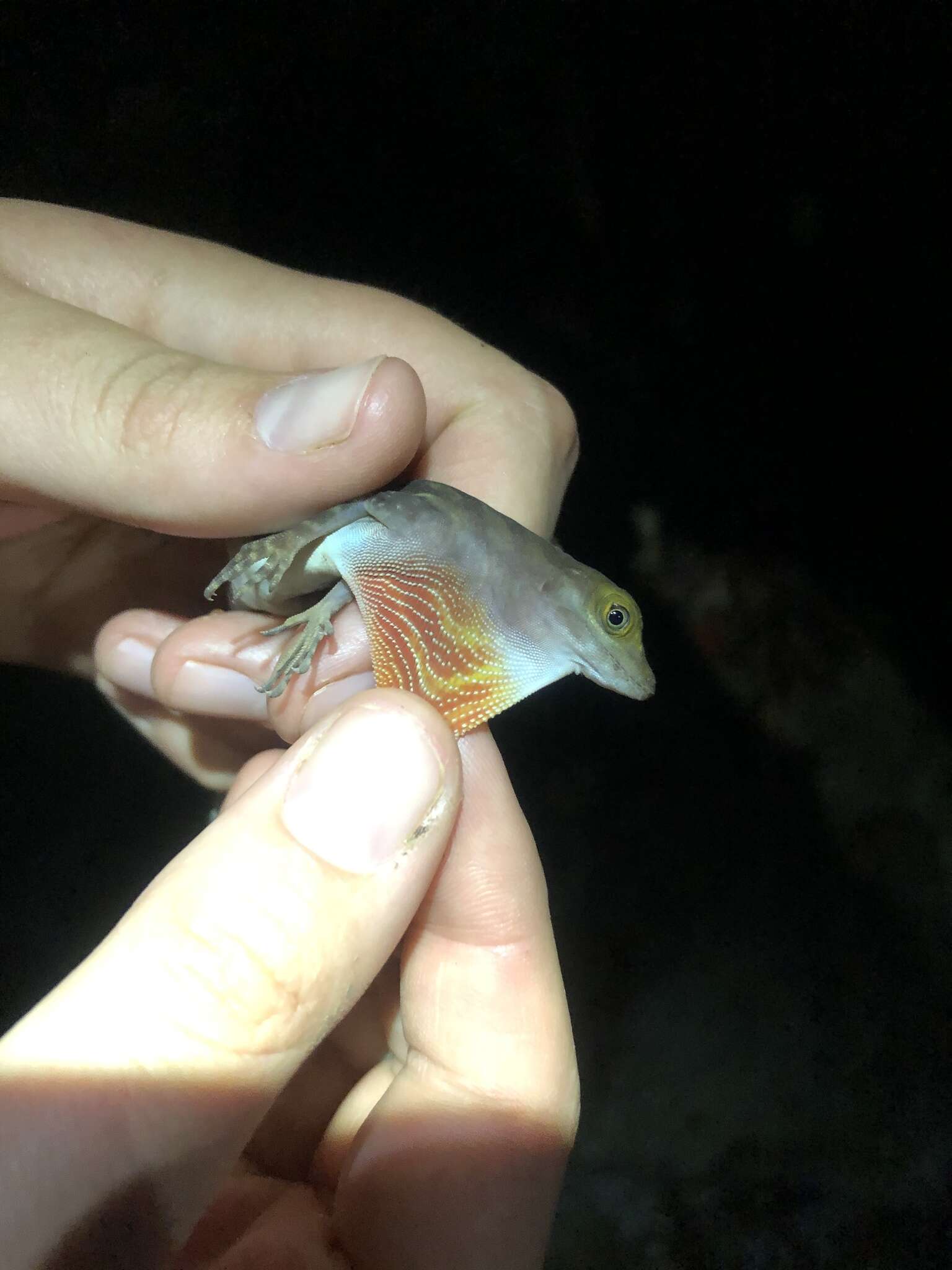 Image of Water  Anole