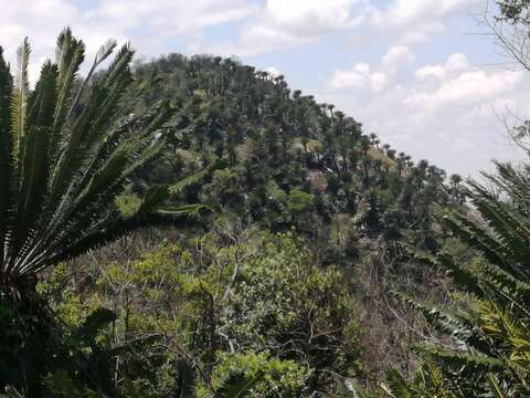 Image of Modjadji Cycad