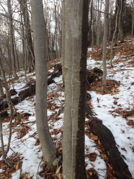 Image of American beech