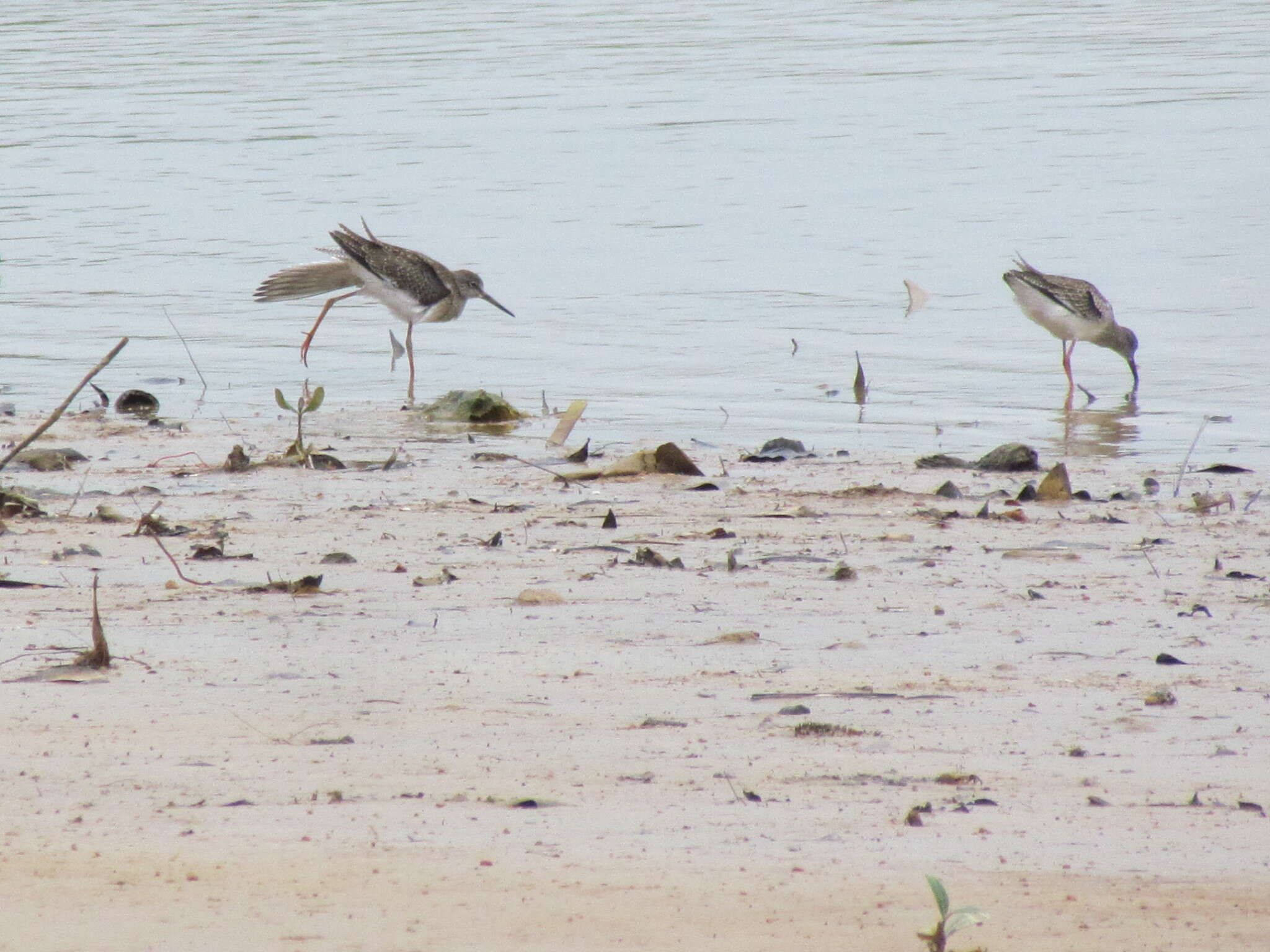 Image of Common Redshank