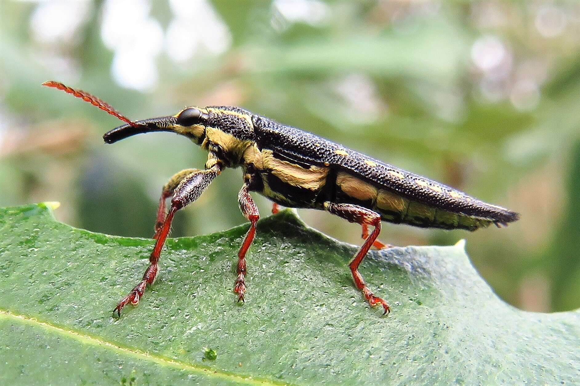 Image of Rhinotia lineata Zimmerman 1994