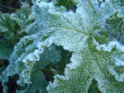 Image of oakleaf garden geranium