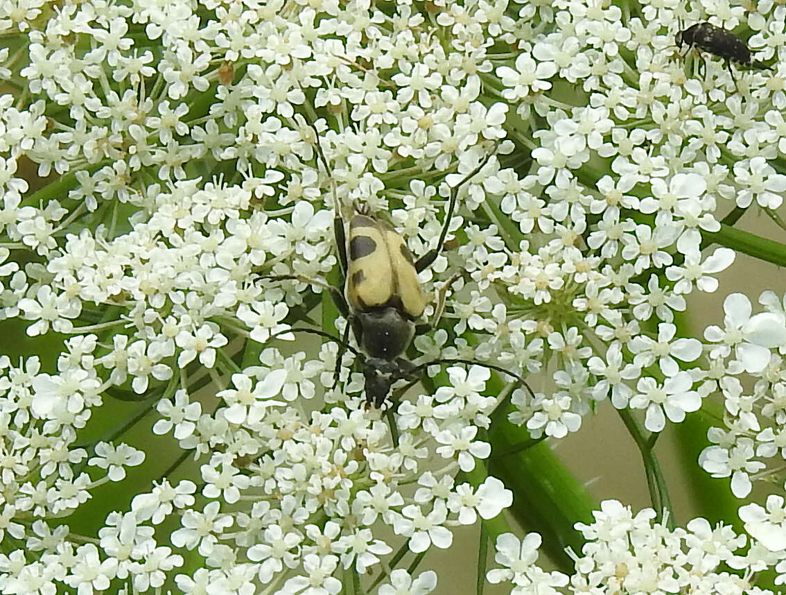 Image of Judolia cordifera (Olivier 1795)