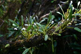 Image of Smooth burr orchid