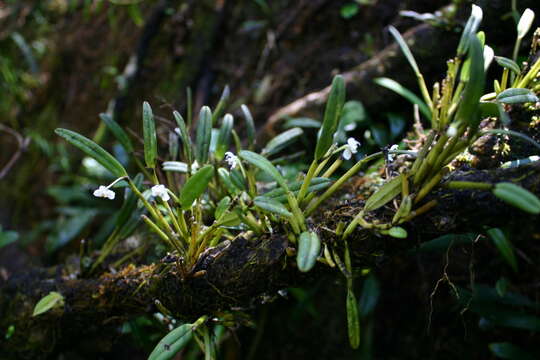 Image of Smooth burr orchid