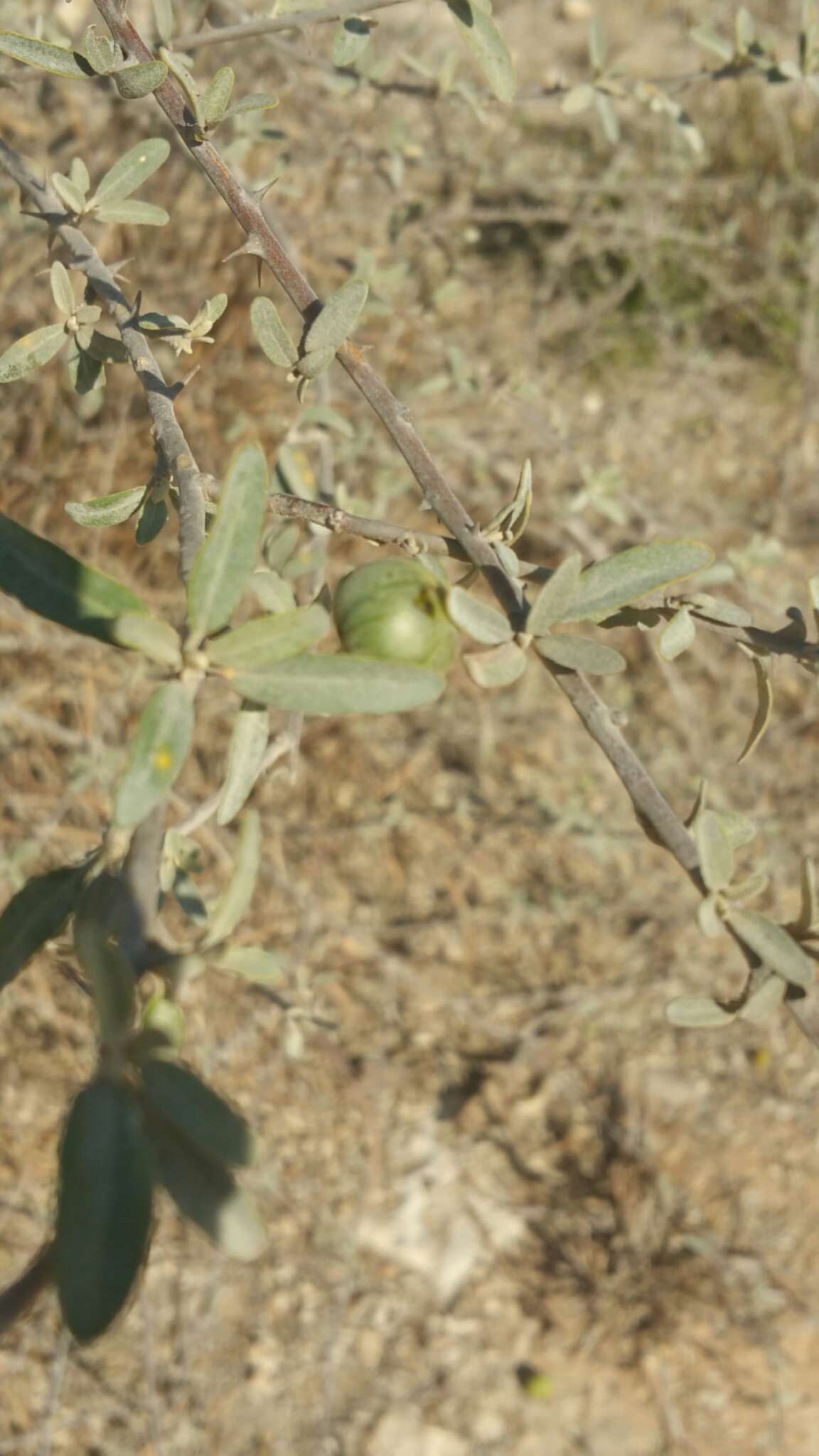 Image of Solanum heinianum W. G. D' Arcy & R. C. Keating