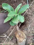 Imagem de Raphionacme splendens subsp. bingeri (A. Chev.) Venter