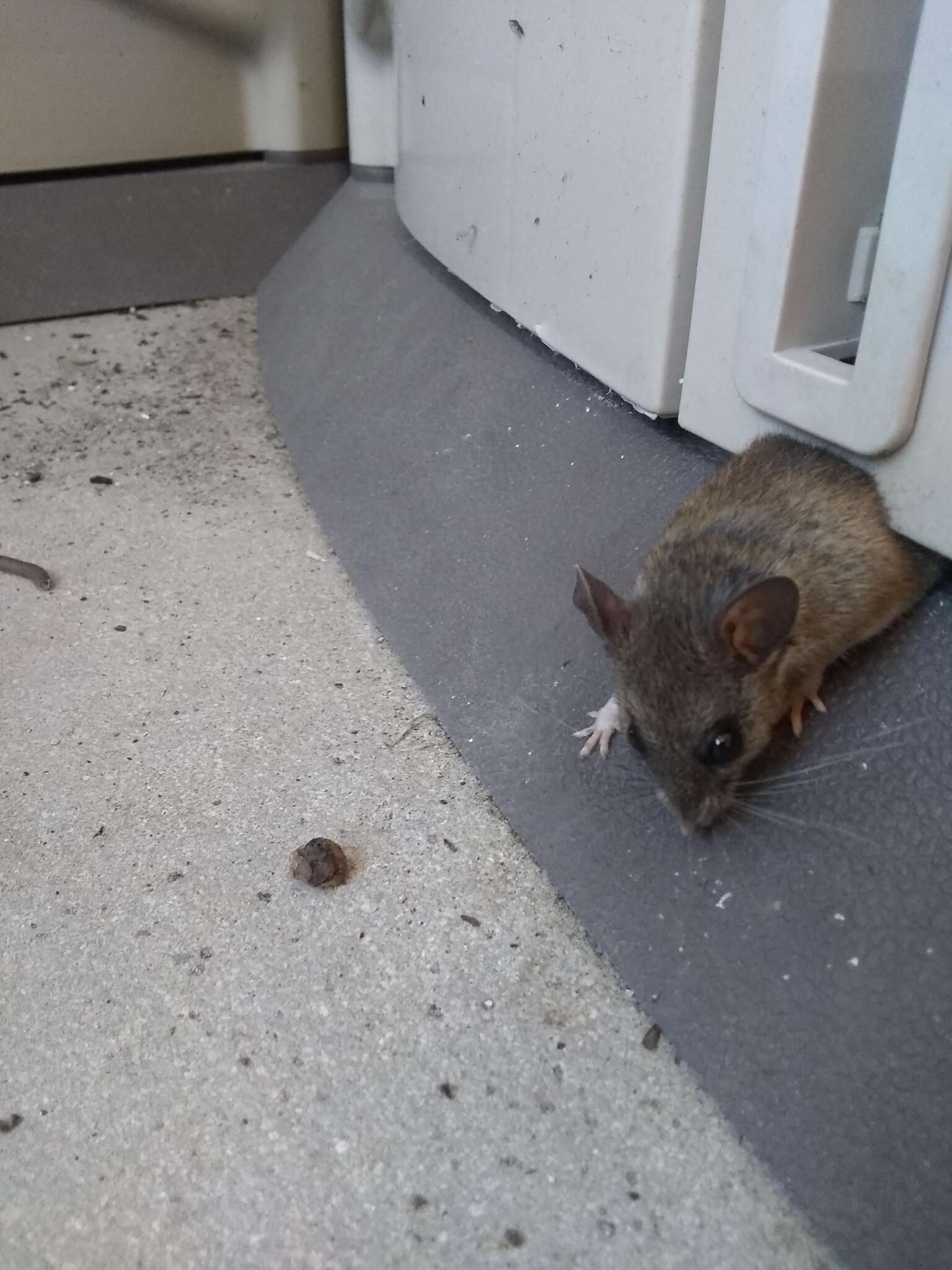 Peromyscus gossypinus (Le Conte 1853)的圖片