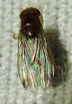 Plancia ëd Drosophila suzukii (Matsumura 1931)