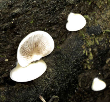 Image of Crepidotus mollis (Schaeff.) Staude 1857