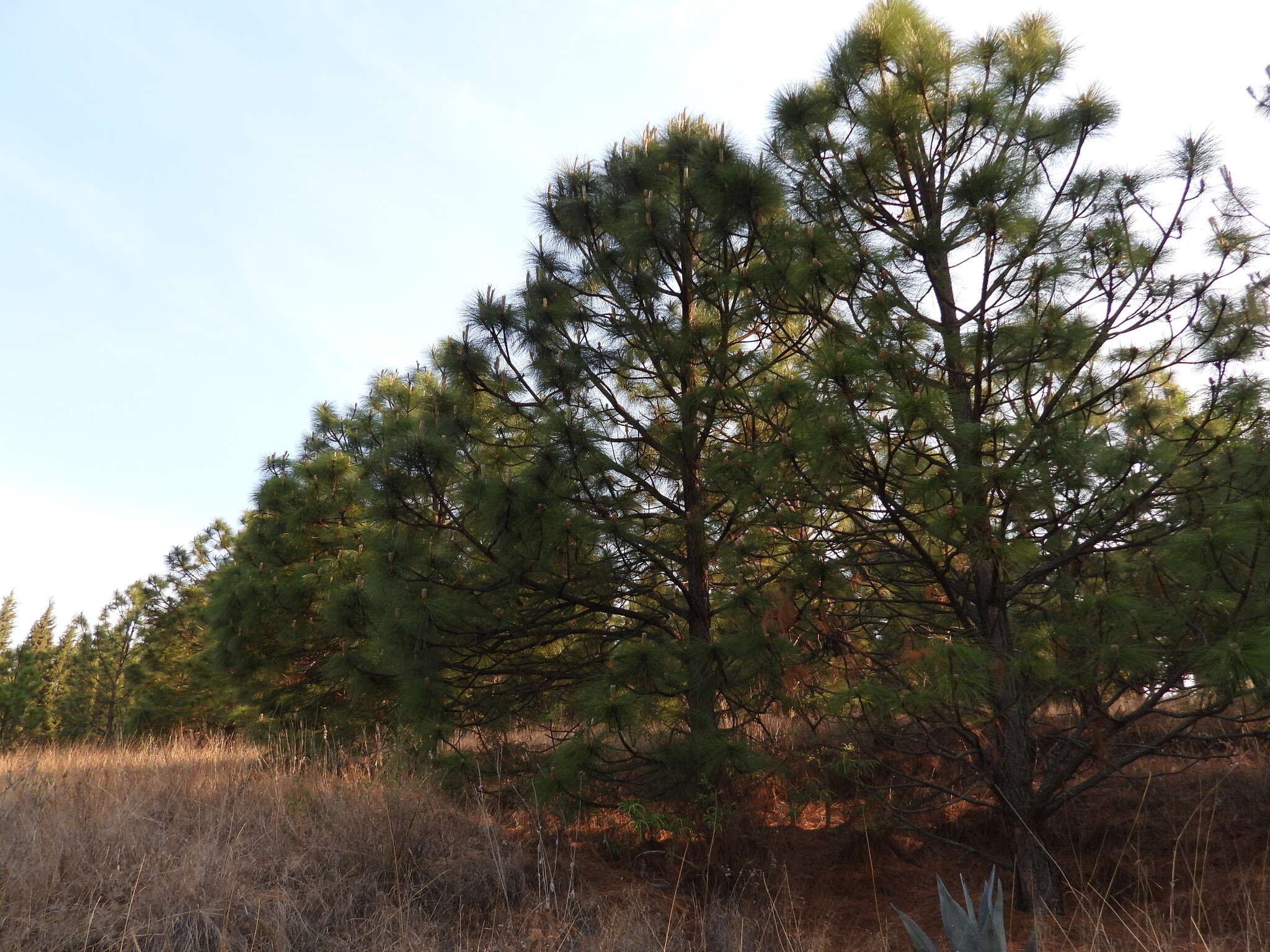 Image of Michoacán Pine