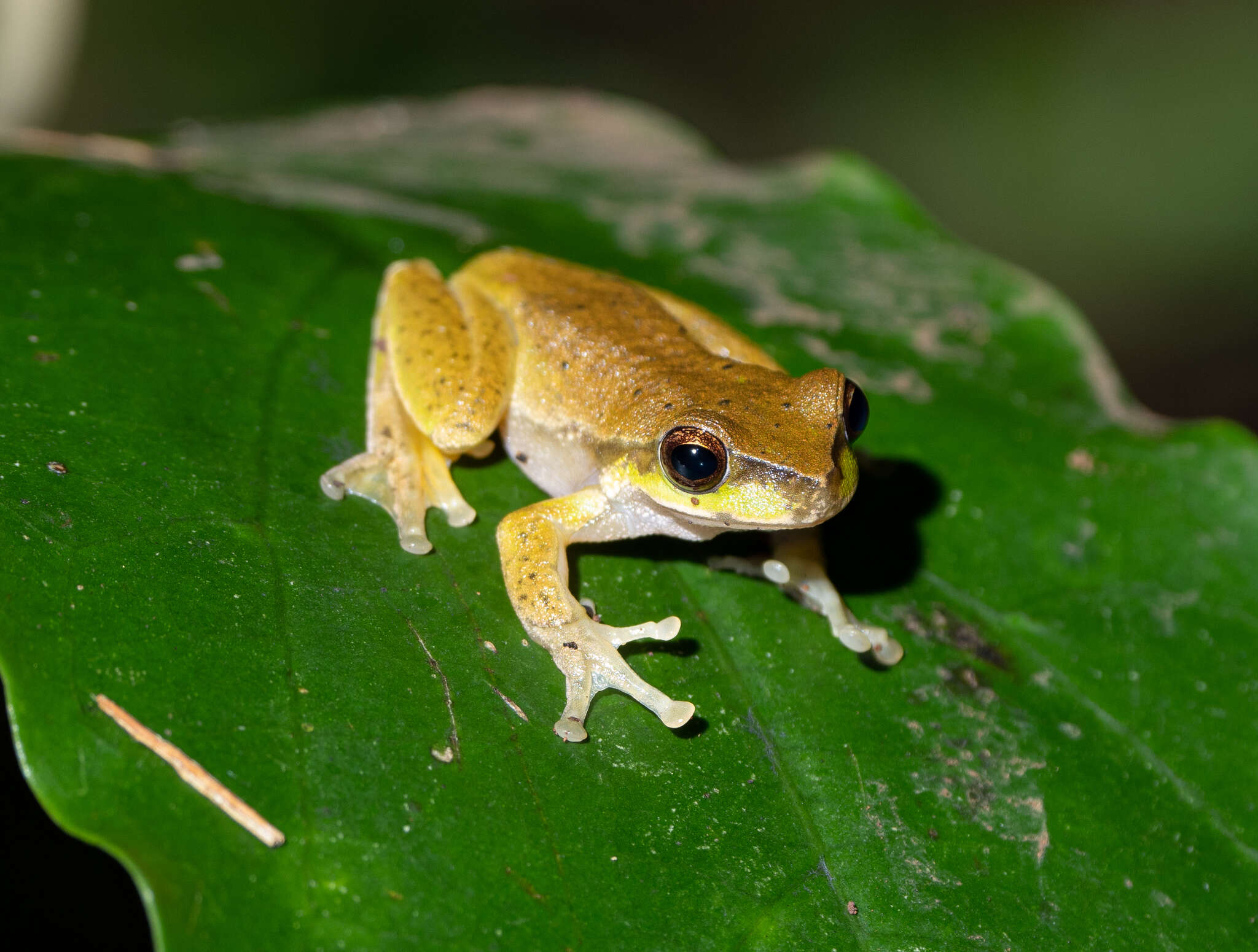 Ranoidea pearsoniana (Copland 1961)的圖片