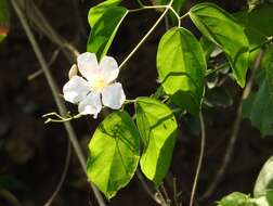 Image de Bignonia potosina (K. Schum. & Loes.) L. G. Lohmann