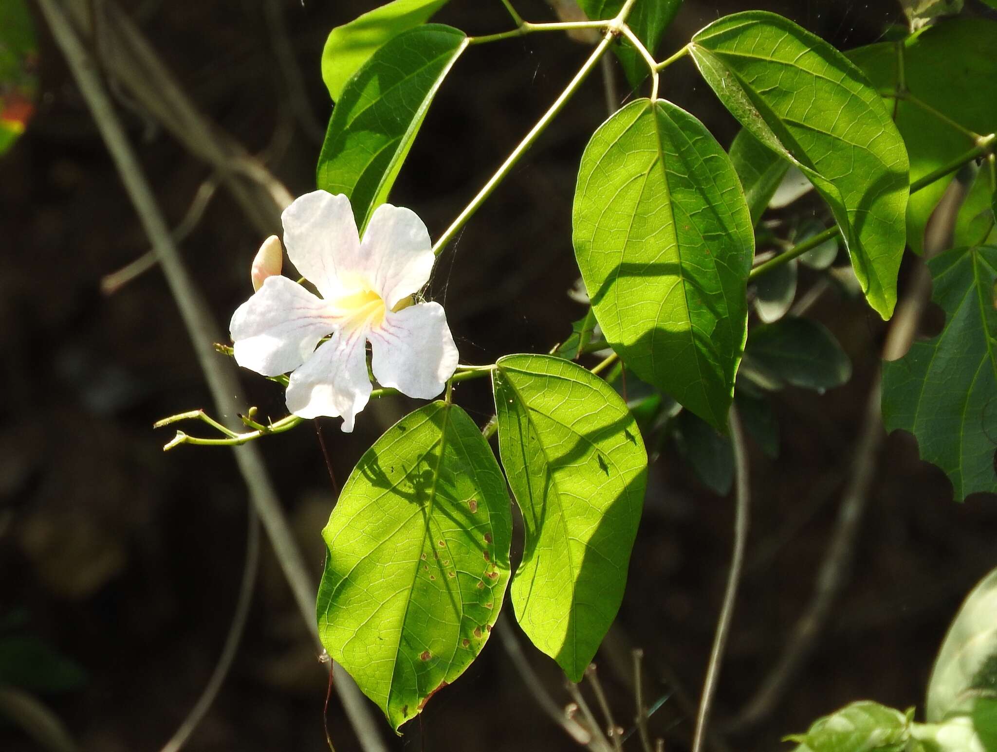 Imagem de Bignonia potosina (K. Schum. & Loes.) L. G. Lohmann