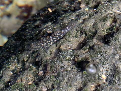 Image of Padang frill-goby