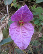 Image of Dalechampia aristolochiifolia Kunth