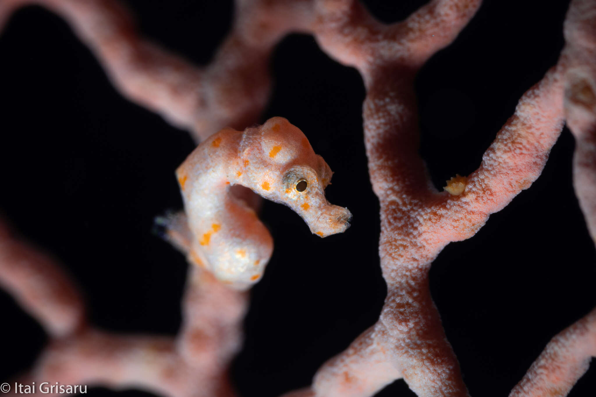 Image of Denise's Pygmy Seahorse